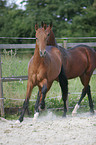 2 akhal-teke horses