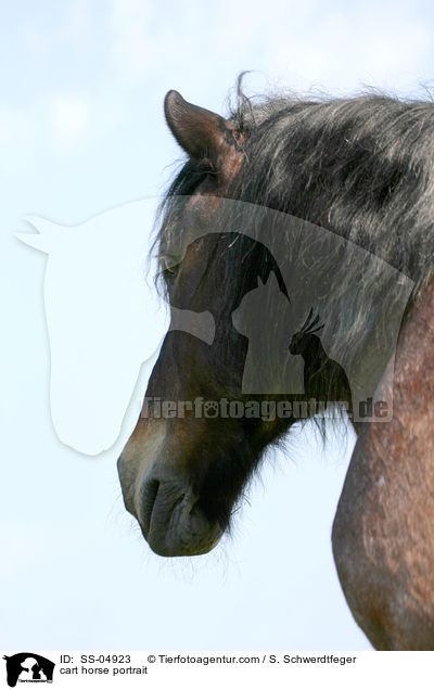 Portrait Altmrker Kaltblut / cart horse portrait / SS-04923