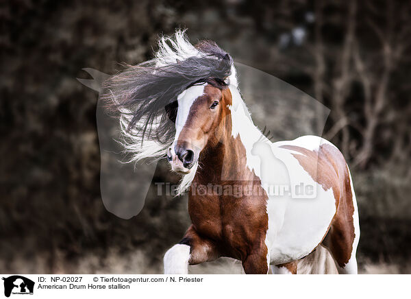 American Drum Horse Hengst / American Drum Horse stallion / NP-02027