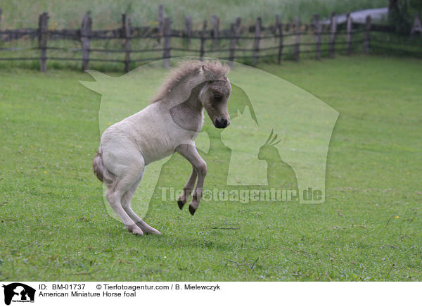 American Miniature Horse foal / BM-01737