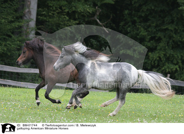 galloping American Miniature Horses / BM-01744