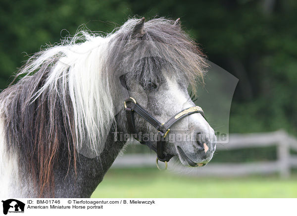 American Miniature Horse portrait / BM-01746
