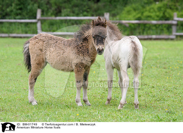 American Miniature Horse foals / BM-01749