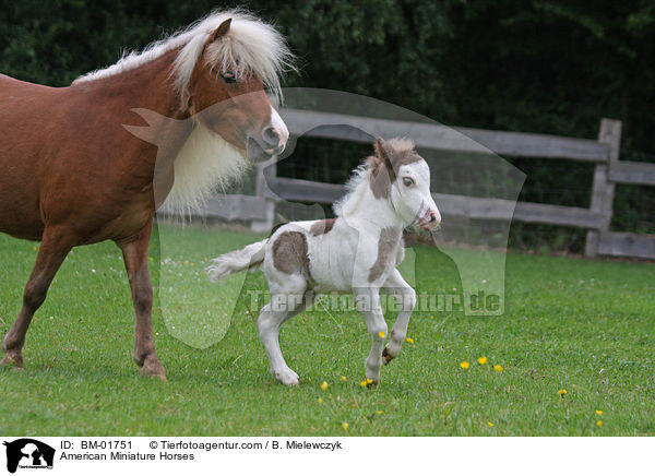 American Miniature Horses / BM-01751
