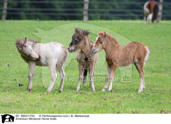 American Miniature Horse foals / BM-01754
