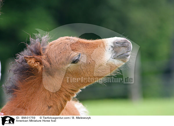 American Miniature Horse foal / BM-01759