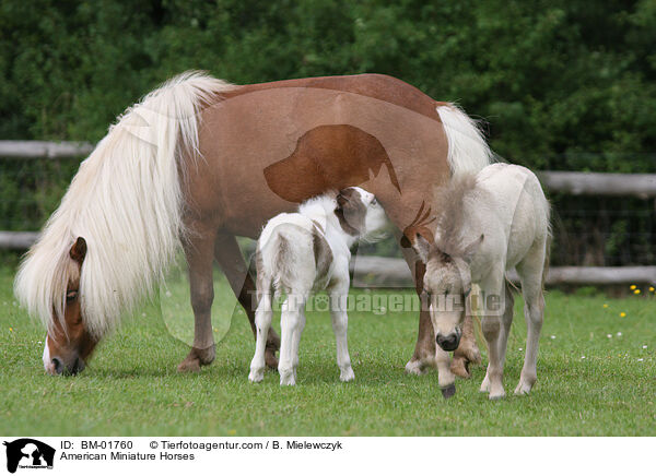 American Miniature Horses / BM-01760