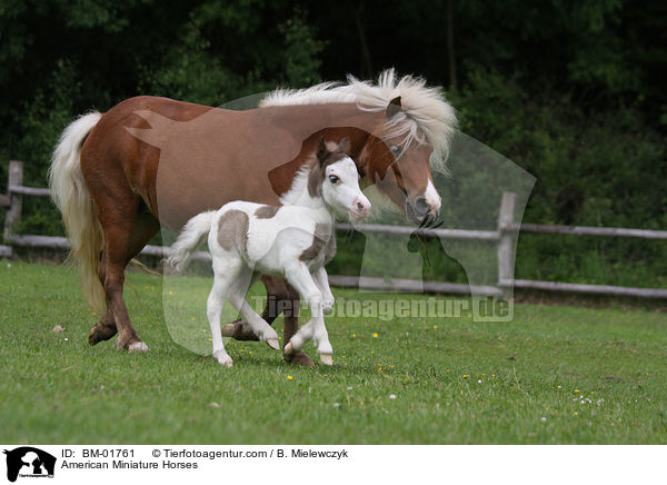 American Miniature Horses / BM-01761