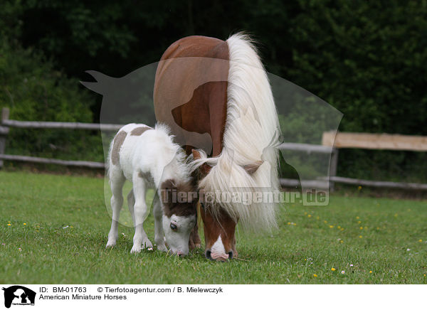 American Miniature Horses / BM-01763