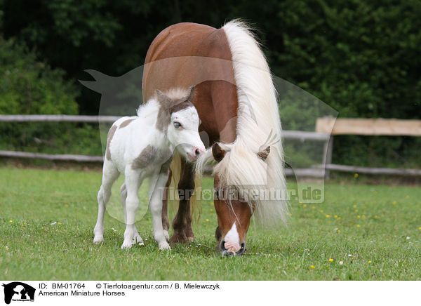 American Miniature Horses / BM-01764