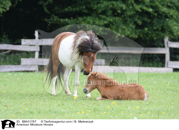 American Miniature Horses / BM-01767
