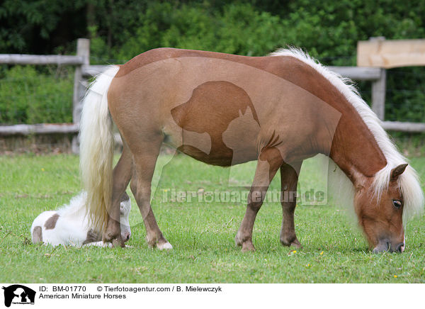 American Miniature Horses / BM-01770