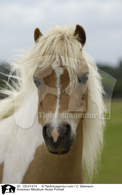 American Miniature Horse Portrait / CD-01414