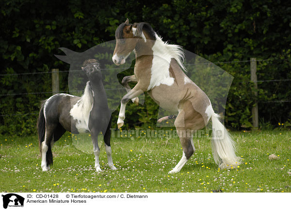 American Miniature Horses / CD-01428