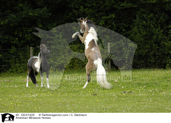 American Miniature Horses / CD-01429