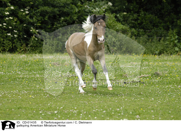 galloping American Miniature Horse / CD-01435