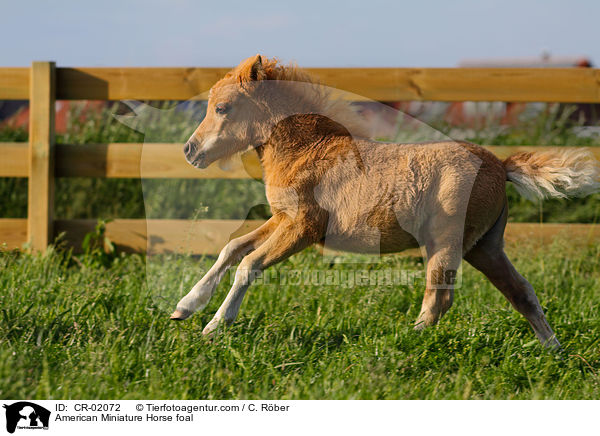 American Miniature Horse foal / CR-02072