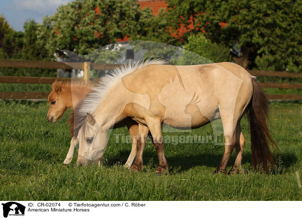 American Miniature Horses / American Miniature Horses / CR-02074