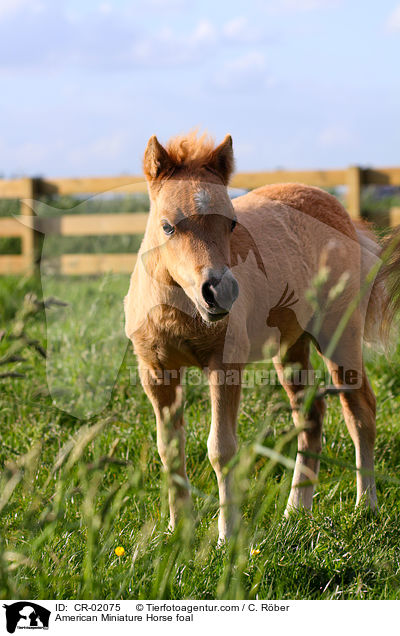 American Miniature Horse foal / CR-02075