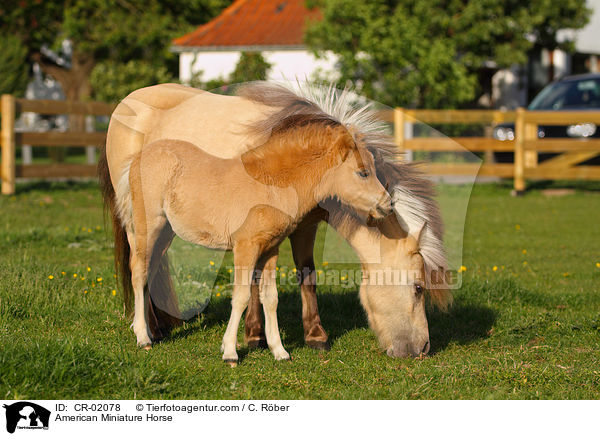 American Miniature Horse / American Miniature Horse / CR-02078