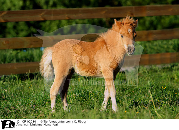 American Miniature Horse foal / CR-02080