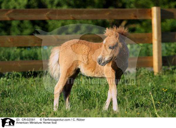 American Miniature Horse foal / CR-02081