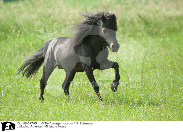 galloping American Miniature Horse / NS-04795