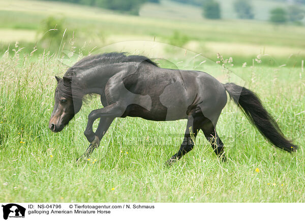 galloping American Miniature Horse / NS-04796