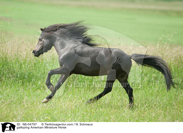 galloping American Miniature Horse / NS-04797
