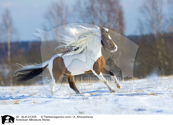 American Miniature Horse / American Miniature Horse / ALK-01205