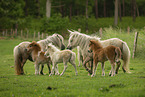 American Miniature Horses