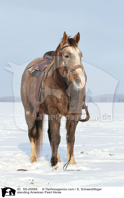 standing American Paint Horse / SS-26569