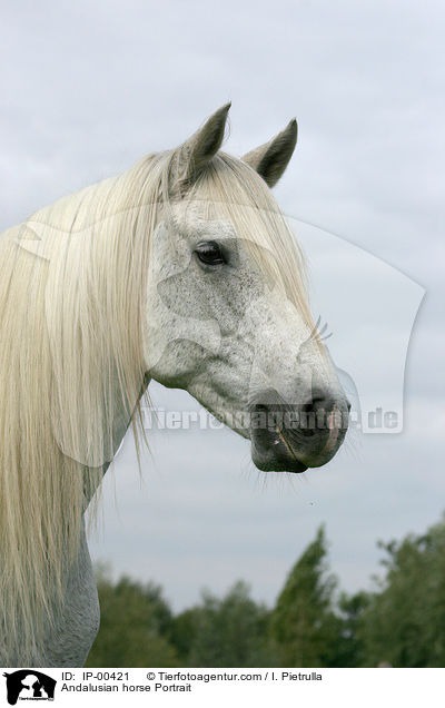 Andalusian horse Portrait / IP-00421