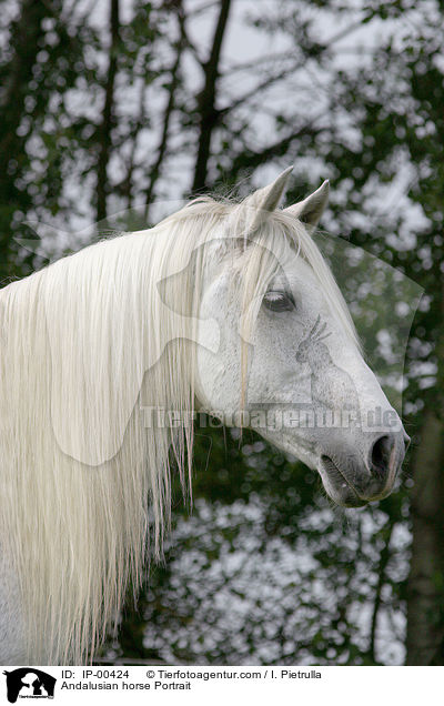 Andalusian horse Portrait / IP-00424