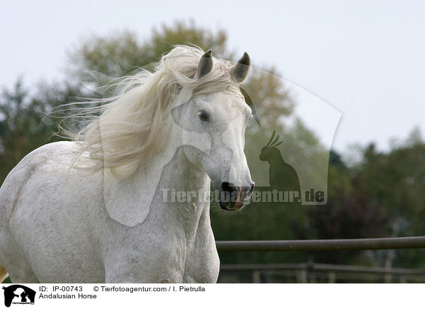 Andalusian Horse / IP-00743