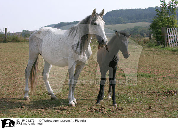 PRE mare with foal / IP-01273