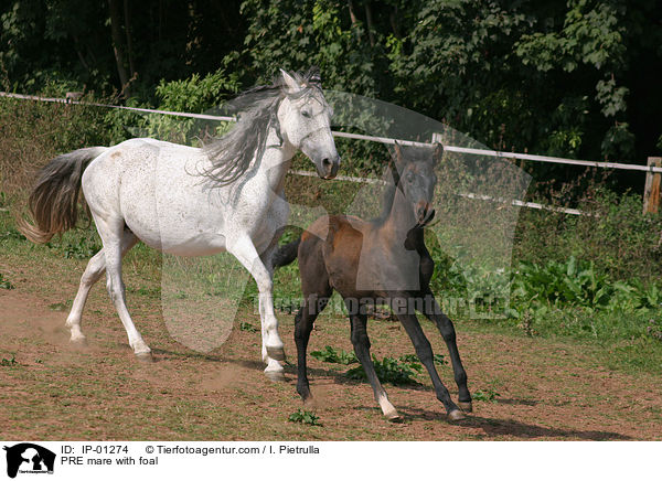 PRE mare with foal / IP-01274