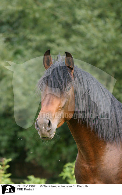 Andalusier Portrait / PRE Portrait / IP-01302