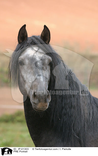 Andalusier Portrait / PRE Portrait / IP-01303