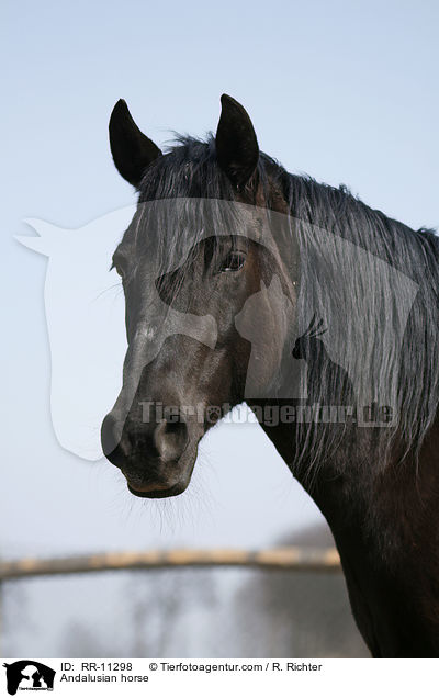Andalusian horse / RR-11298