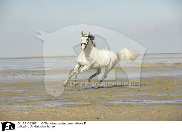galoppierender Andalusier / galloping Andalusian horse / AP-09367