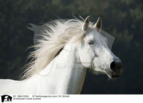 Andalusian horse portrait / NN-01604