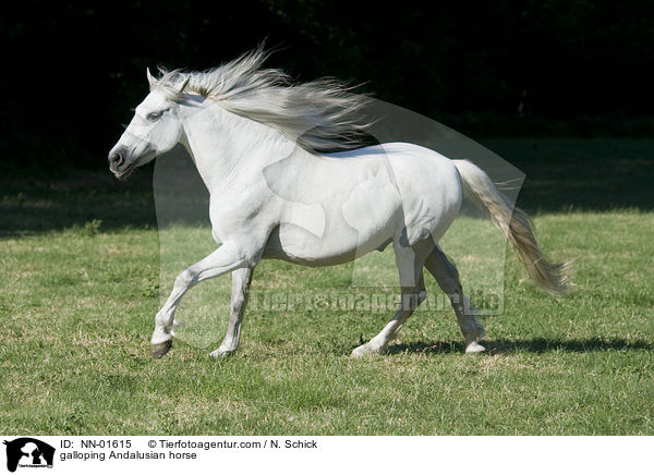 galloping Andalusian horse / NN-01615