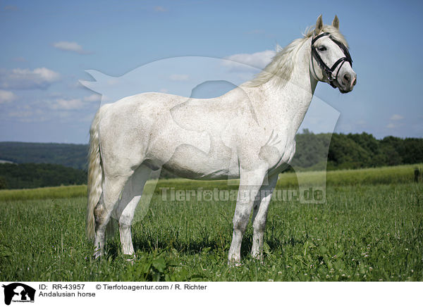 Andalusian horse / RR-43957