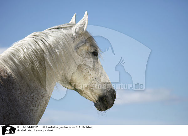 Andalusian horse portrait / RR-44012