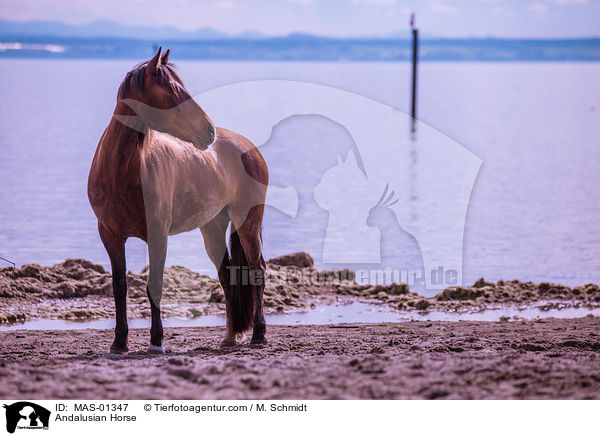 Andalusier / Andalusian Horse / MAS-01347