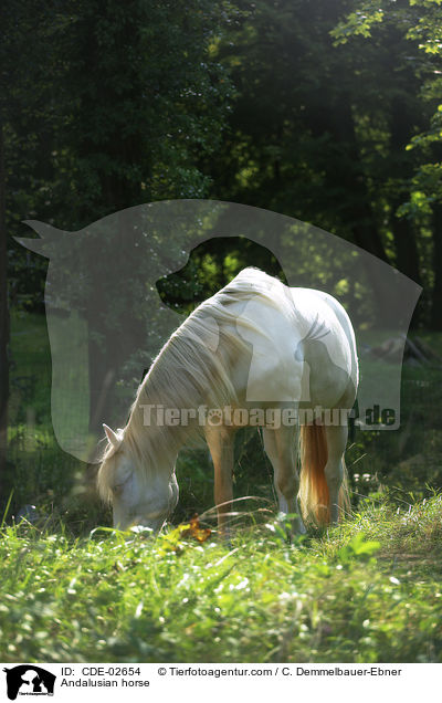 Andalusier / Andalusian horse / CDE-02654