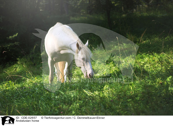 Andalusier / Andalusian horse / CDE-02657