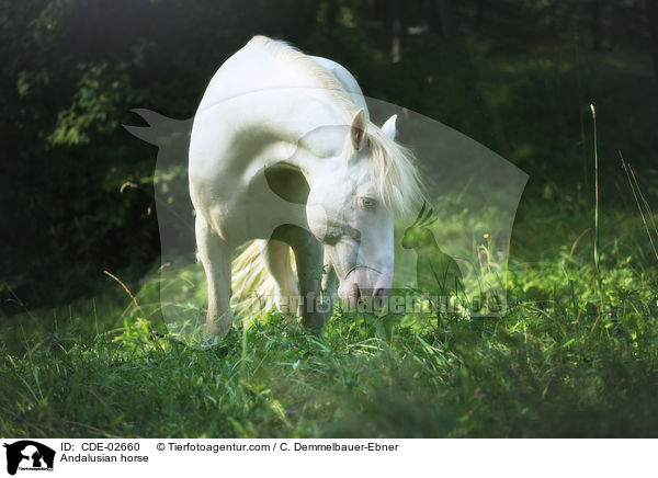 Andalusier / Andalusian horse / CDE-02660