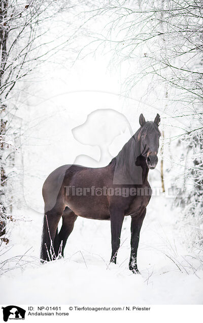 Andalusian horse / NP-01461
